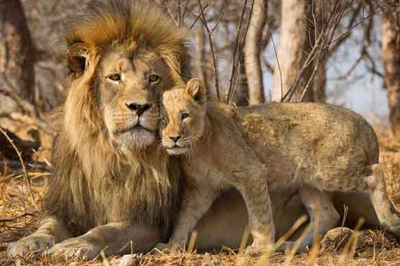 تور آفریقای جنوبی بهار 1404توریزما