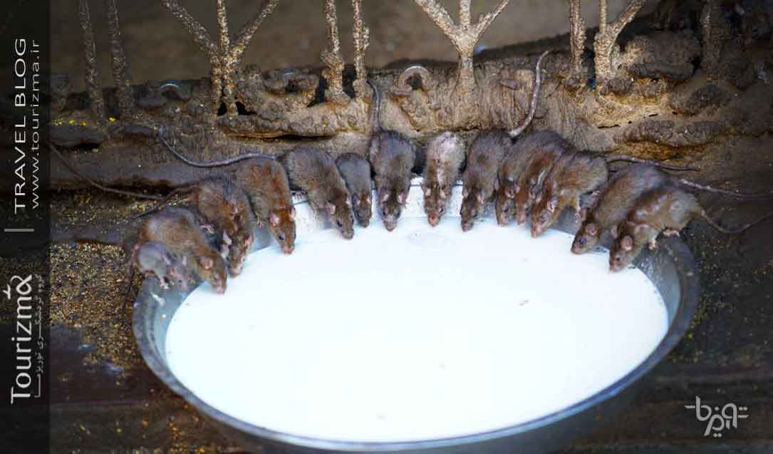 معبد عجیب موش ها هند، راجستان