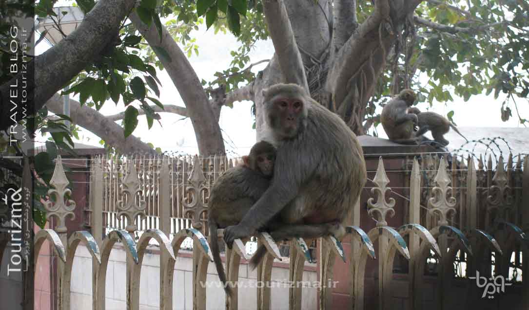 میمون ها در سطح شهر دهلی هند