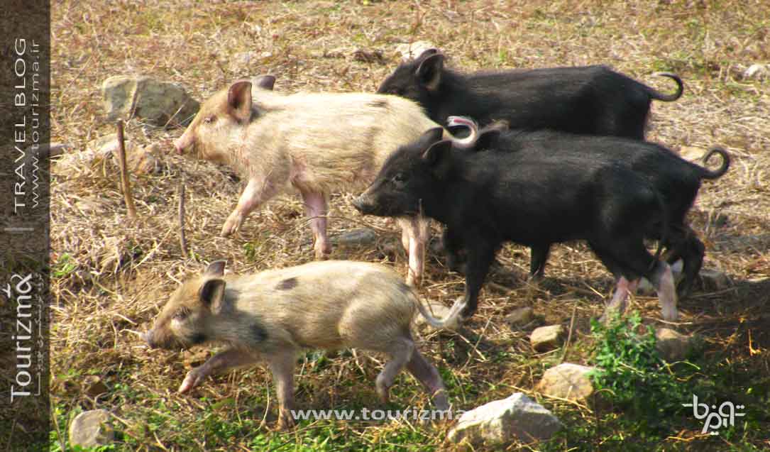 دیدن گرازها در محیط شهری در سفر به هند