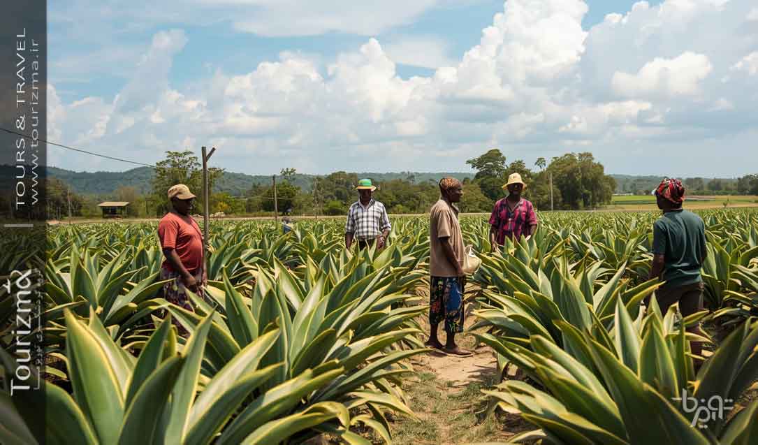 مزرعه ادویه در زنگبار 
